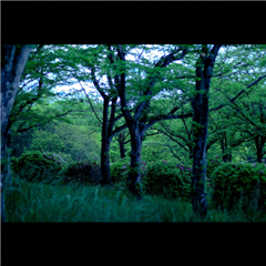 メタセコイア広場で撮影されたハッチー賞受賞作品