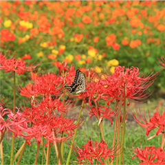 みどりが丘公園で撮影された緑区みどりっち賞受賞作品