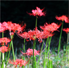 大高緑地公園で撮影された緑区みどりっち賞受賞作品